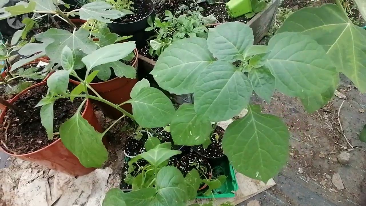 Caucasian Spinach - hablitzia tamnoides - New Edible