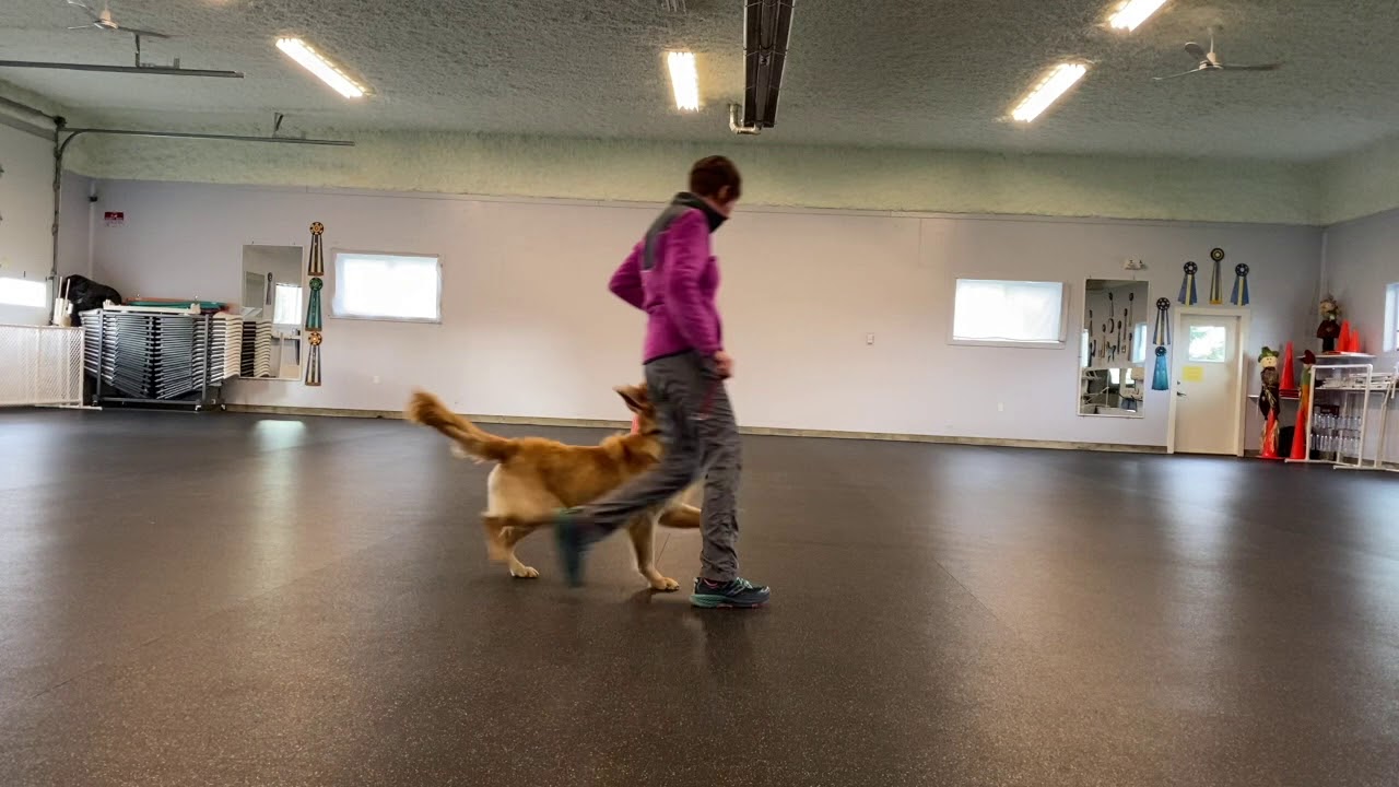 SEVEN Heeling - 9 months old with Janice Gunn