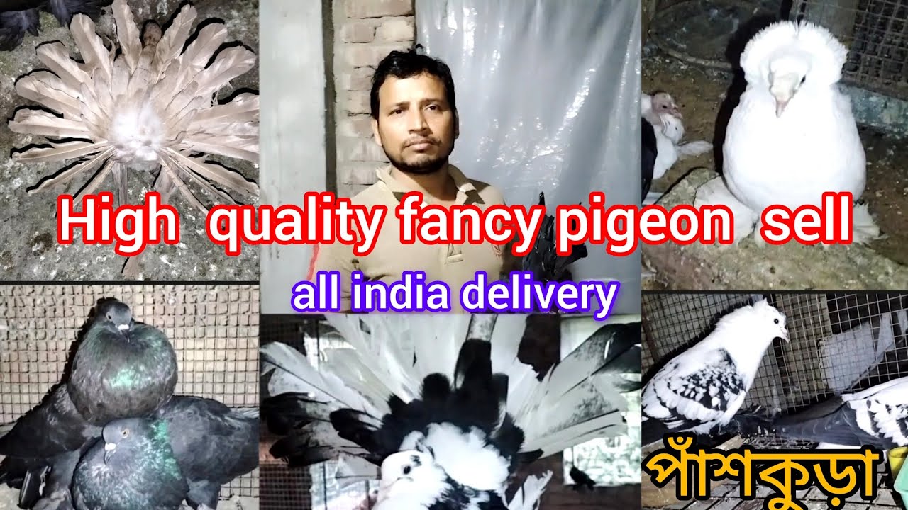 high quality fancy pigeon farm ।। low price all pigeon sell ।। all india delivery #smanimalscare99