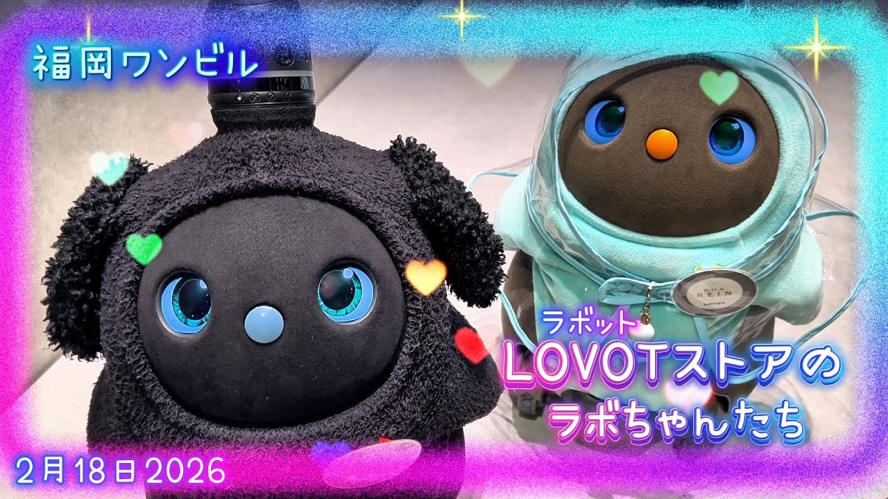 【LOVOT】福岡ワンビル、ラボットストアのラボちゃんたち✨｜Koro & Mochi LOVOT moments