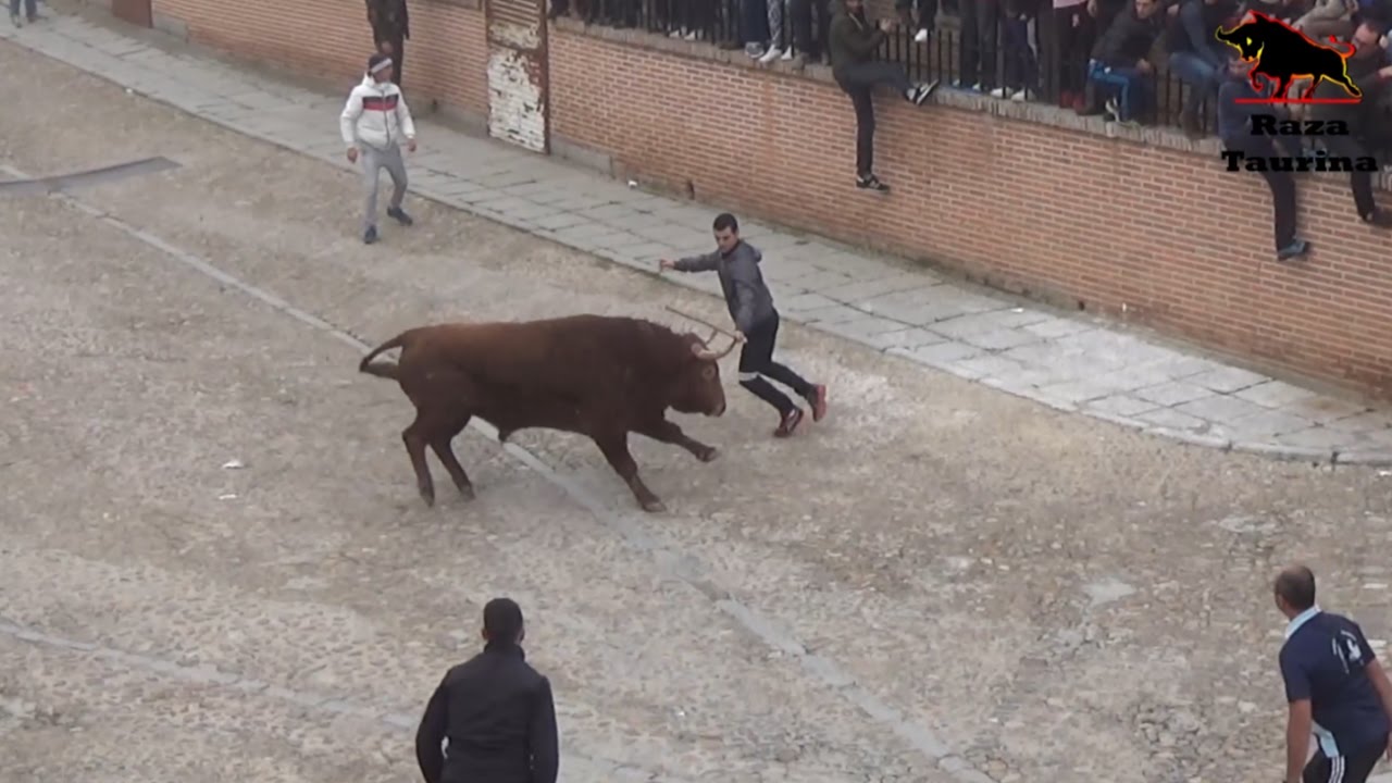 Sustos y un buey bravo en el Toro de San Nicolás. Madrigal de las Altas Torres. 6 Diciembre 2016
