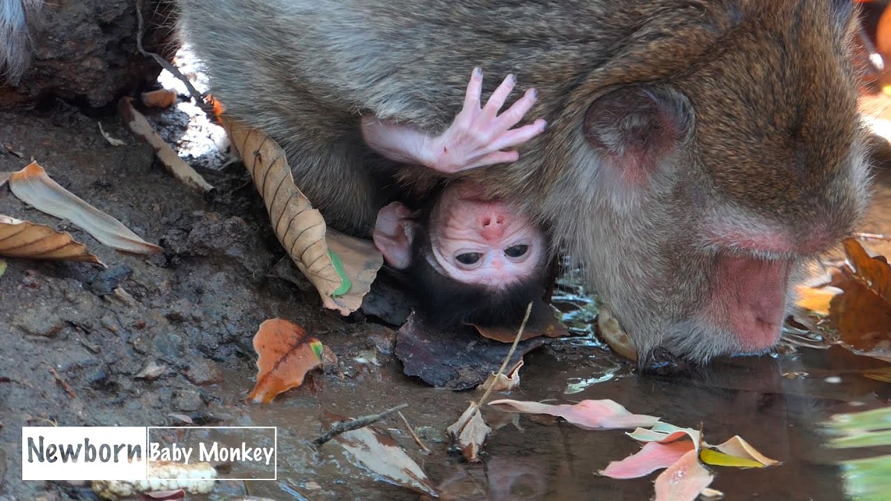 Paper Gently Welcomes Her Newborn Baby Monkey In A Sweet And Heartwarming Moment Of Pure Devotion