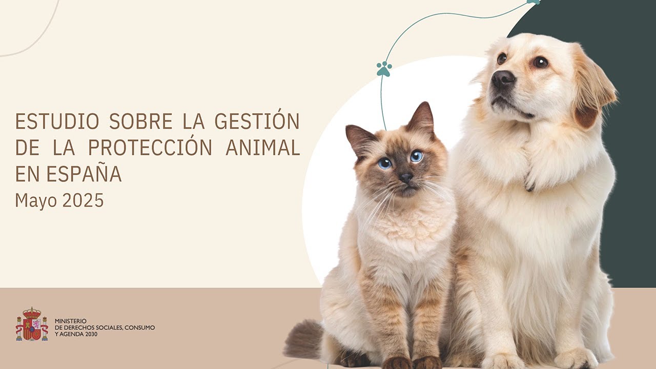 🐶 Presentación del 'Estudio sobre la Gestión de la Protección Animal en España'
