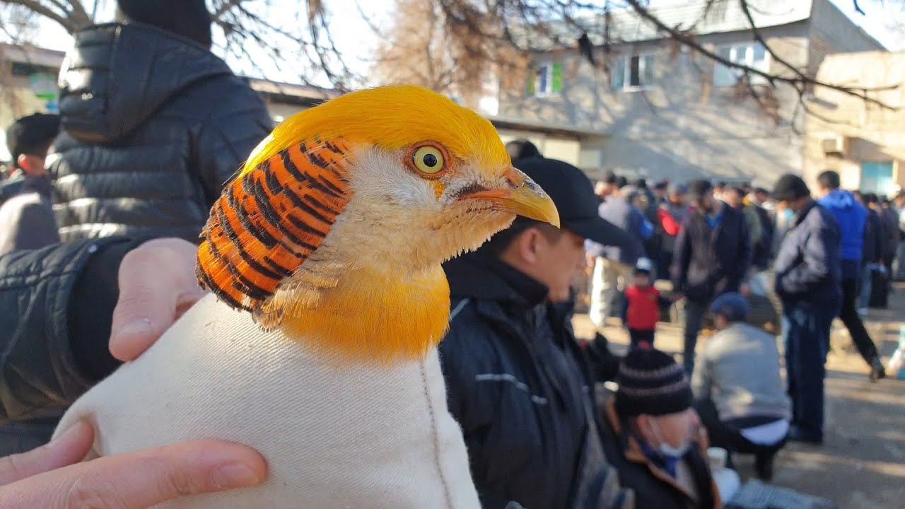 Тошкент қуш бозори: 18.12.2021 II Птичий рынок Ташкент II Bird market of Tashkent