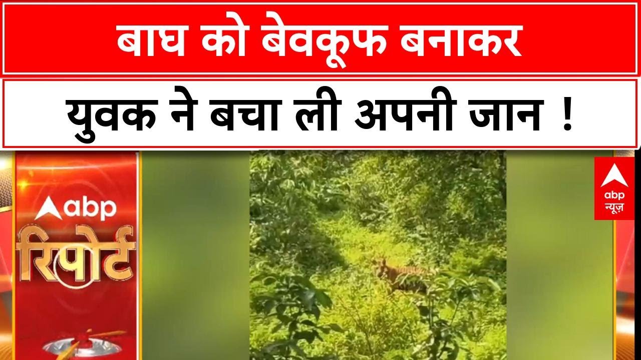 MP News: बाघ को बेवकूफ बना देखिए कैसे युवक ने बचाई अपनी जान ?