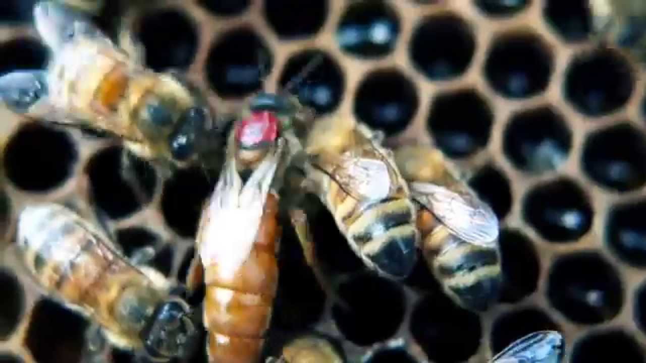 apis mellifera ligustica queen