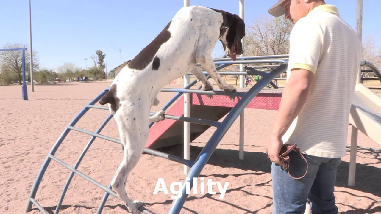 Ben the German Shorthaired Pointer climbs Monkey Bars and does more Crazy Tricks!