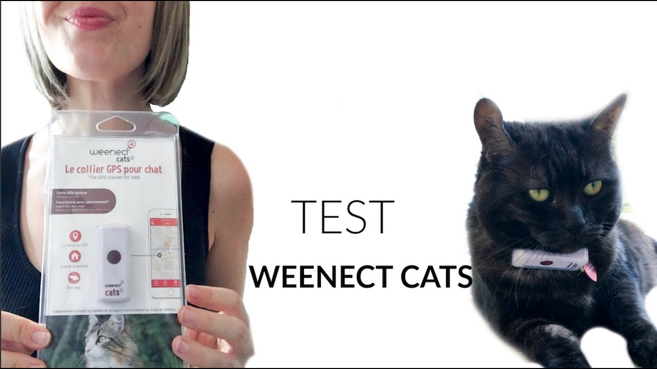 Test - Weenect cats, j'ai mis une balise gps à mon chat