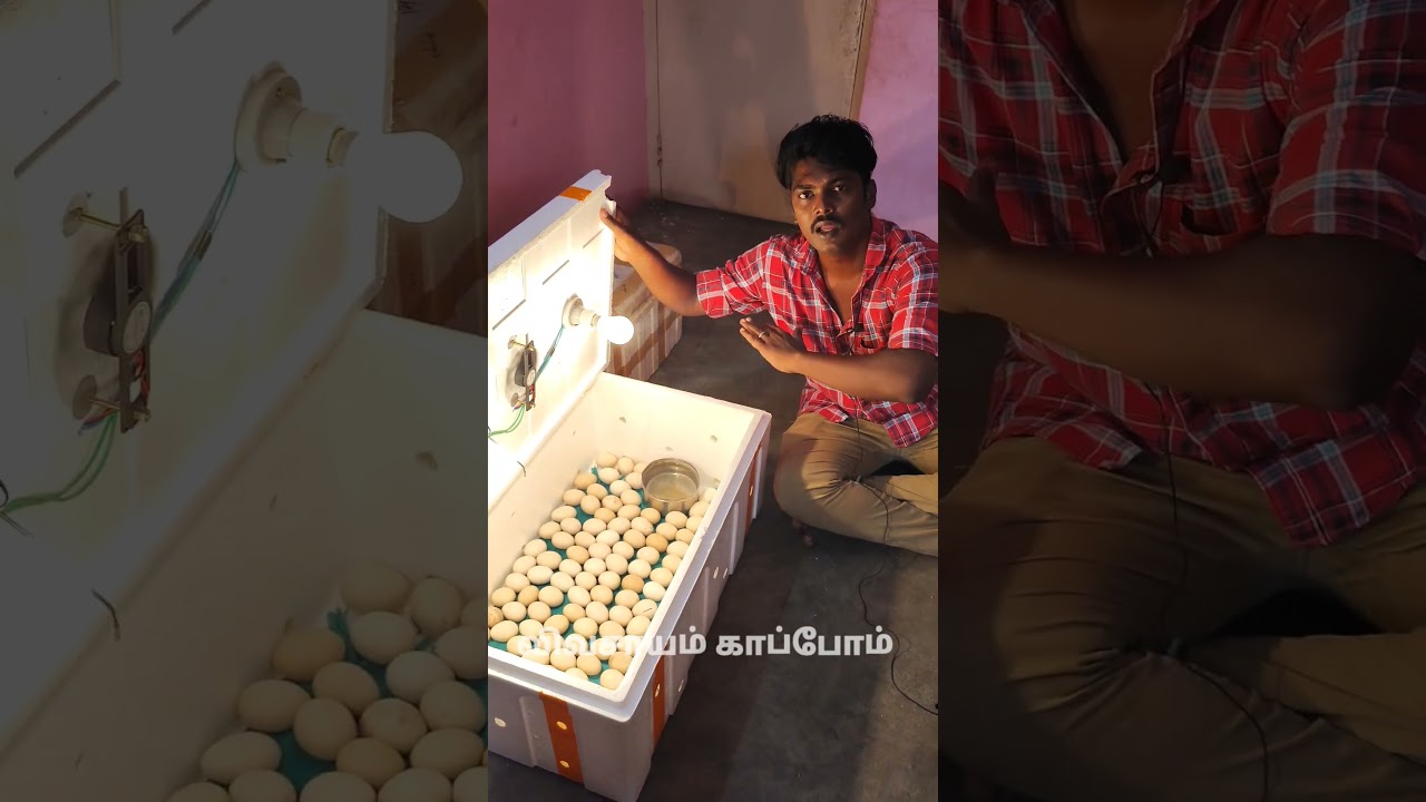 120 முட்டை கொள்ளளவு கொண்ட எனது இன்குபேட்டர் #இன்குபேட்டர் #incubator  #eggs