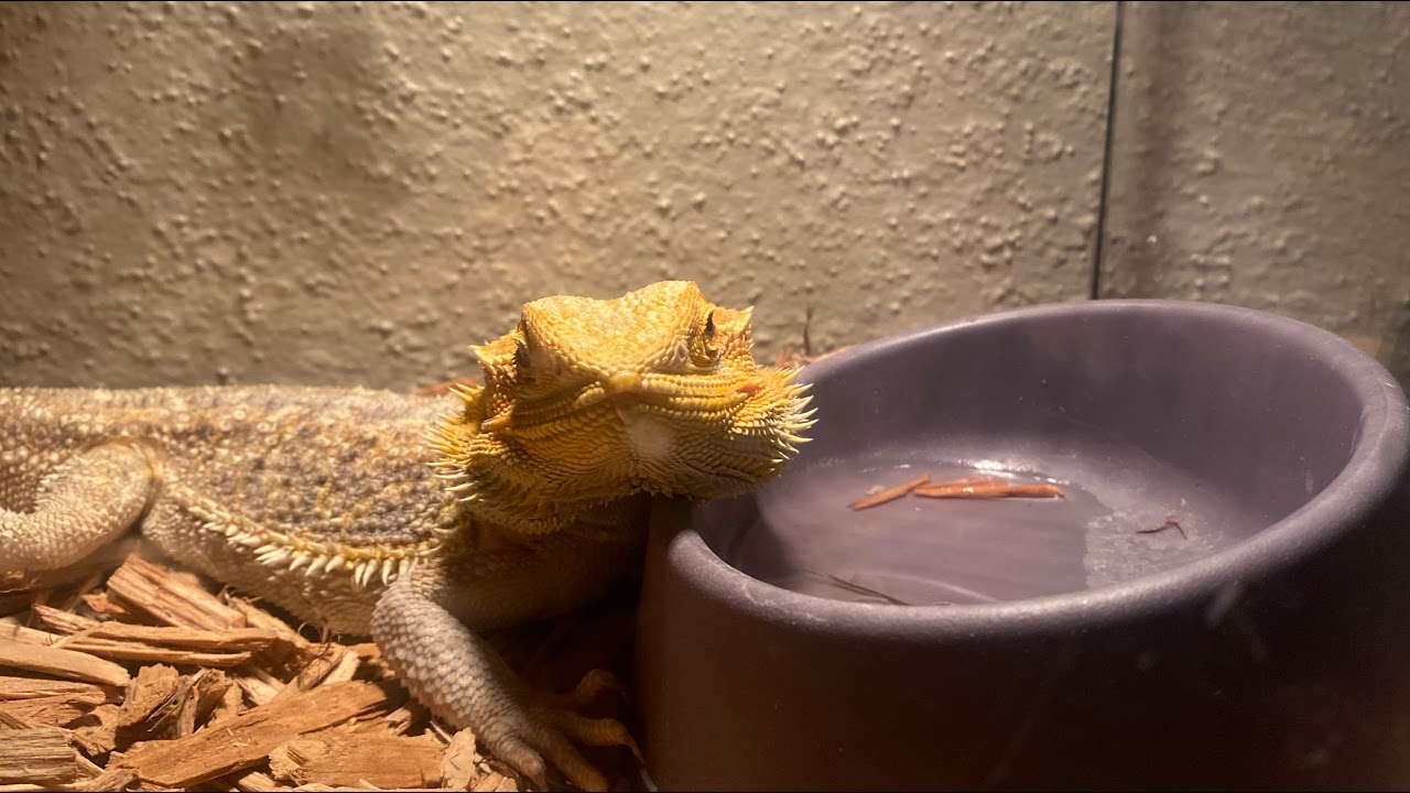 Poppy 2 play time 2