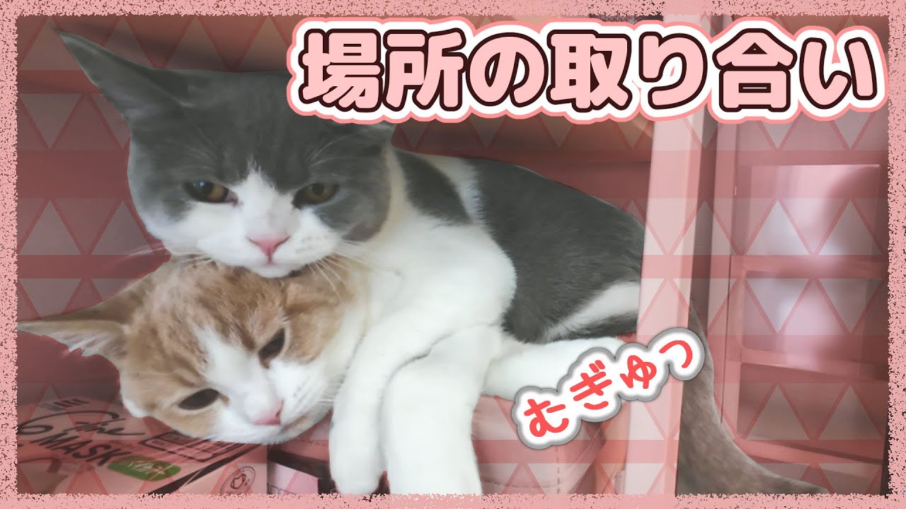場所の取り合いをしていたらこうなりました