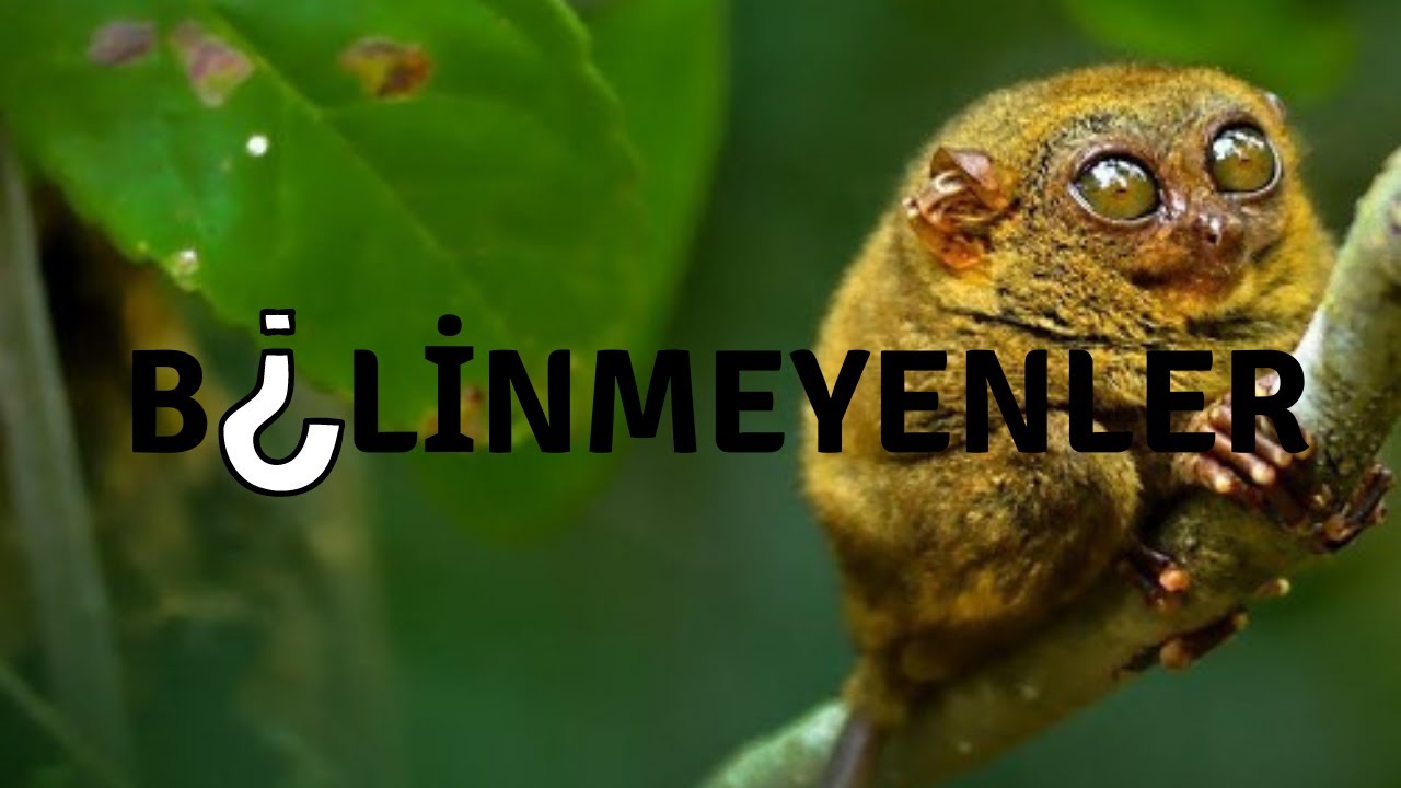 Bilinmeyen Hayvan Tersiyer