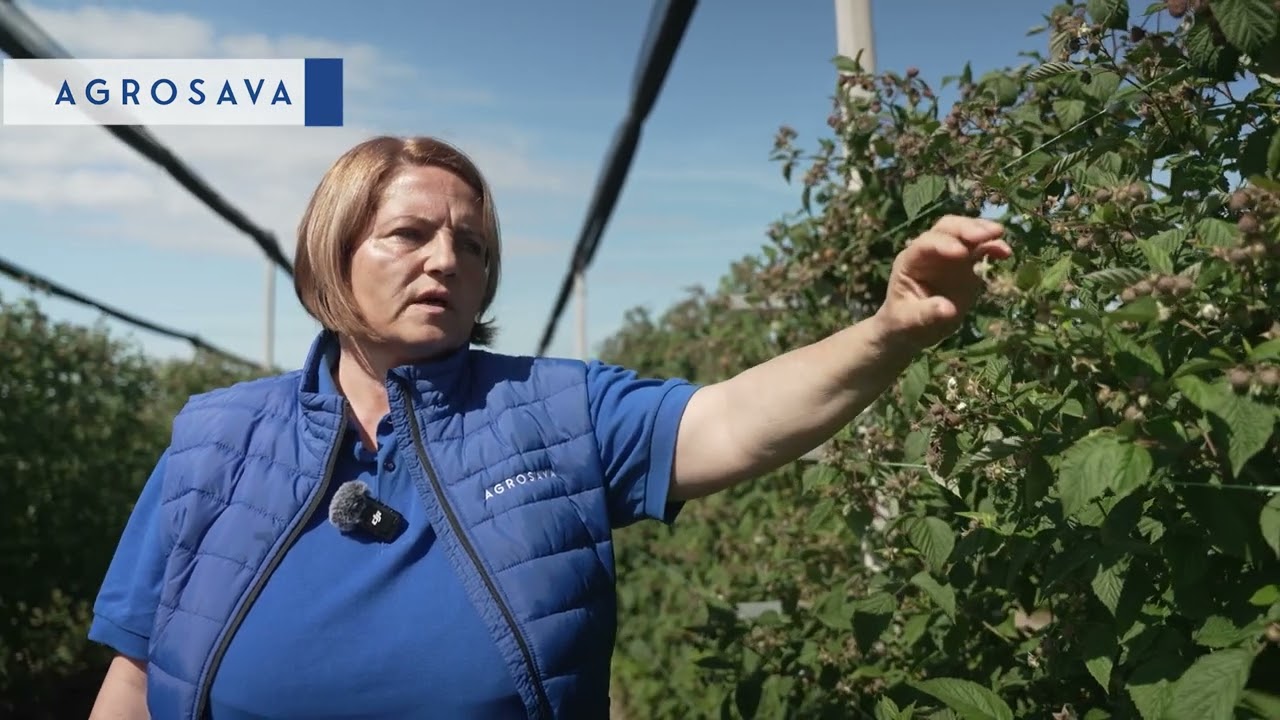 Biljana Pavlović - Zaštita maline i borovnice