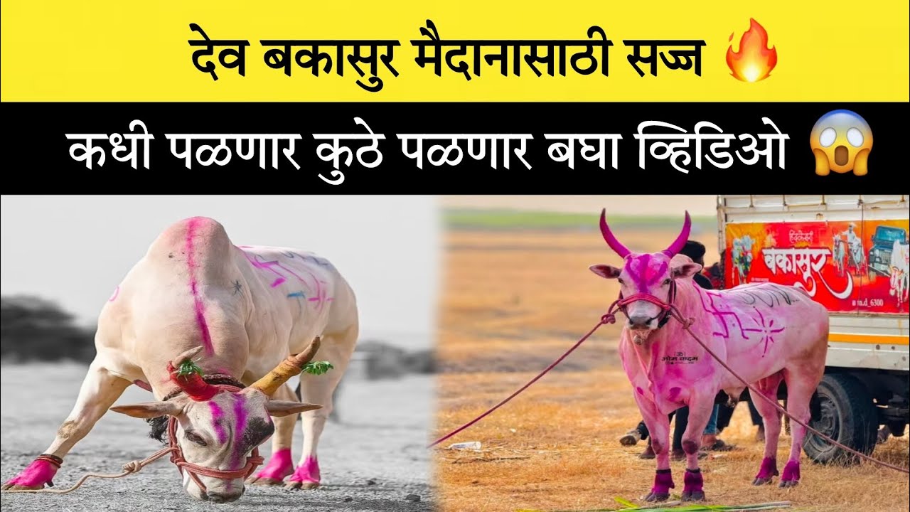देव बकासुर मैदानासाठी सज्ज 🔥 कधी आणि कुठे पळणार बघा व्हिडिओ 😱 #नाद #बकासुर #बैलगाडा #viral 