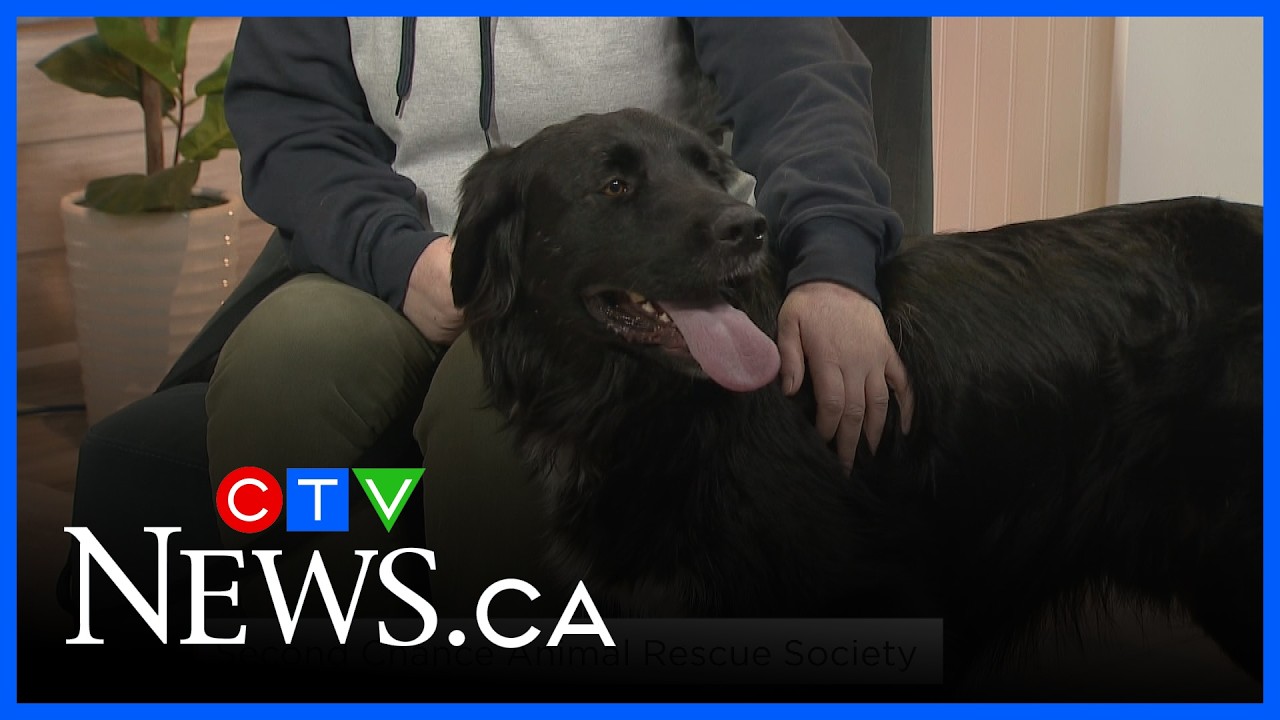 The benefits of giving dogs a forever home