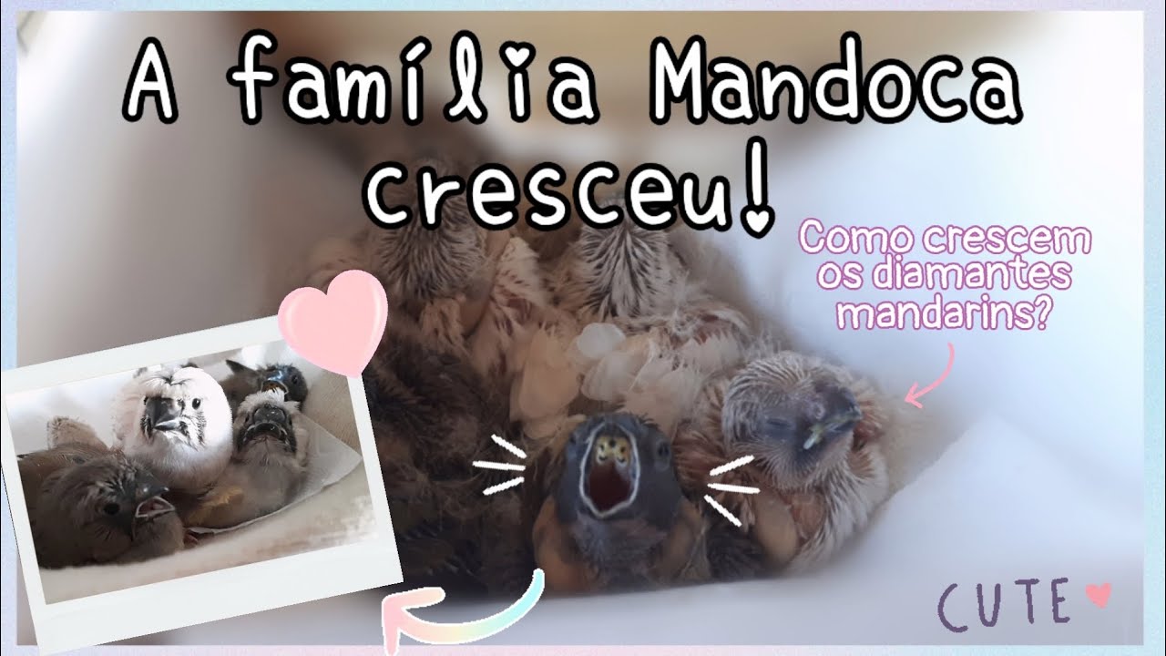 Criação de Diamante Mandarim: Acompanhe o crescimento dos cinco filhotes do Teco e da Luna!💖🐣🐥🐤🐦💖