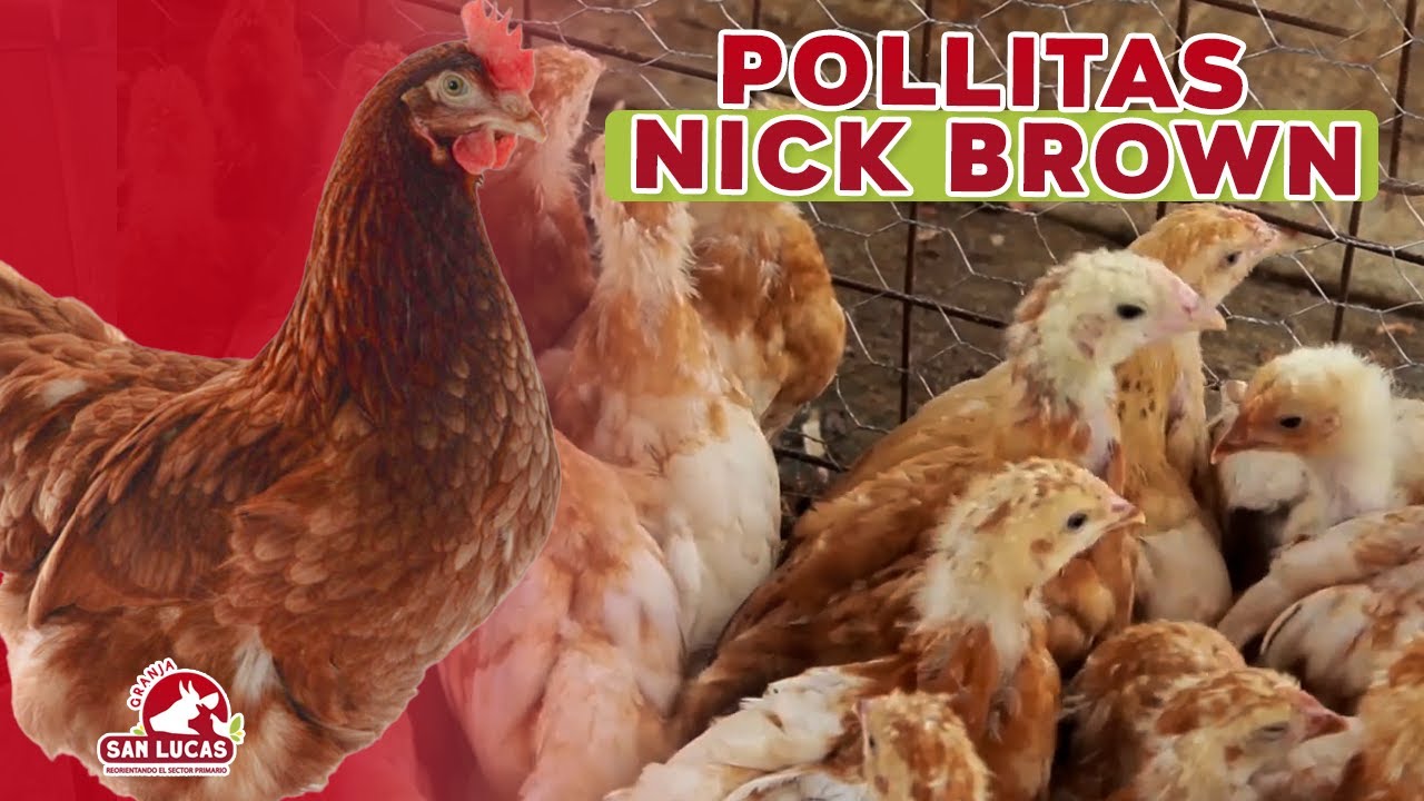 Recría de pollas Nick Brown, alta postura de huevos | Mi Granja San Lucas