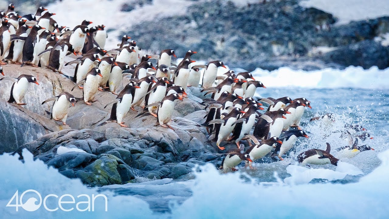 Penguins Need Cleaner Oceans