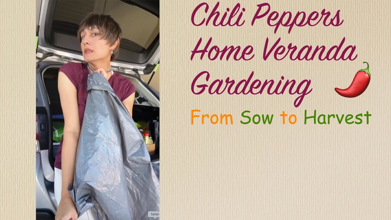 Chili Peppers Video — from Sow to Harvest | Henna’s Channel