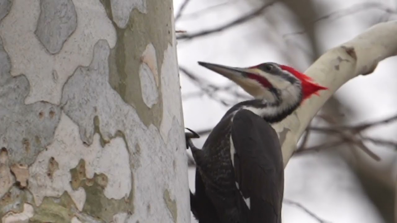 Pileated Woodpecker, sound it makes.