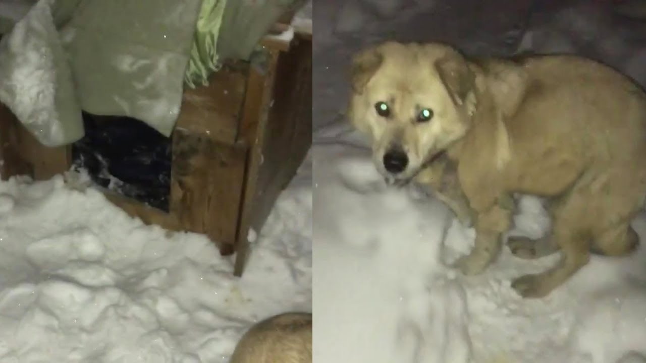 She was chained and left there while pregnant in the cold and the sad truth