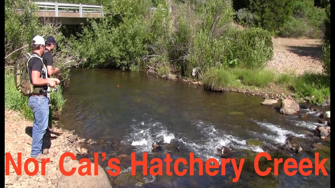 Trout Fishing Northern California's Hatchet Creek