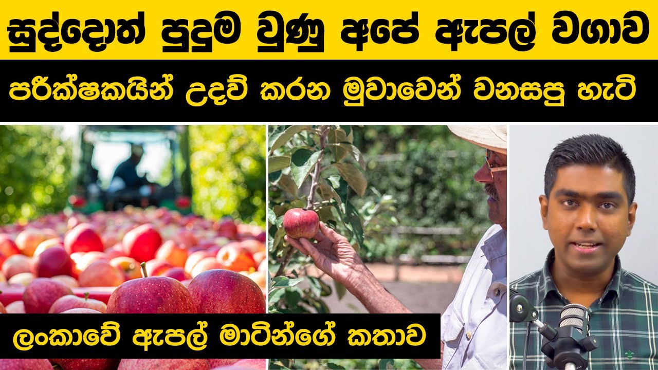 සුද්දොත් පුදුම වුණු අපේ ඇපල් වගාව | පරීක්ෂකයින් උදව් කරන මුවාවෙන් වනසපු හැටි | Sri Lankan Apple