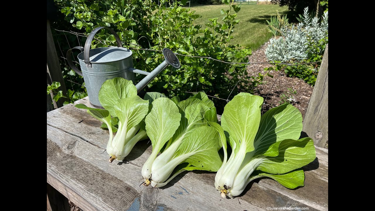 Cool-Season Vegetable Crop Tips (2025) #8