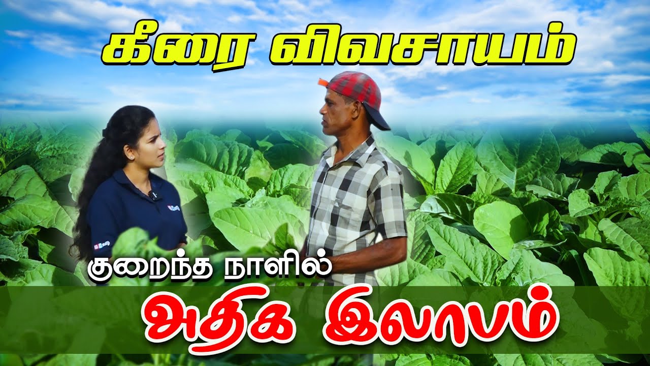 கீரை விவசாயம் குறைந்த நாளில் அதிக இலாபம்! | ibc tamil | ear nilam | maithily