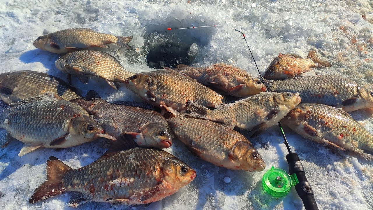 КІЛОГРАМОВІ КАРАСІ на КИВОК, ЦЕ КАЙФ!!! 🐟 Рибалка на карася.🎣 Боковий Кивок.
