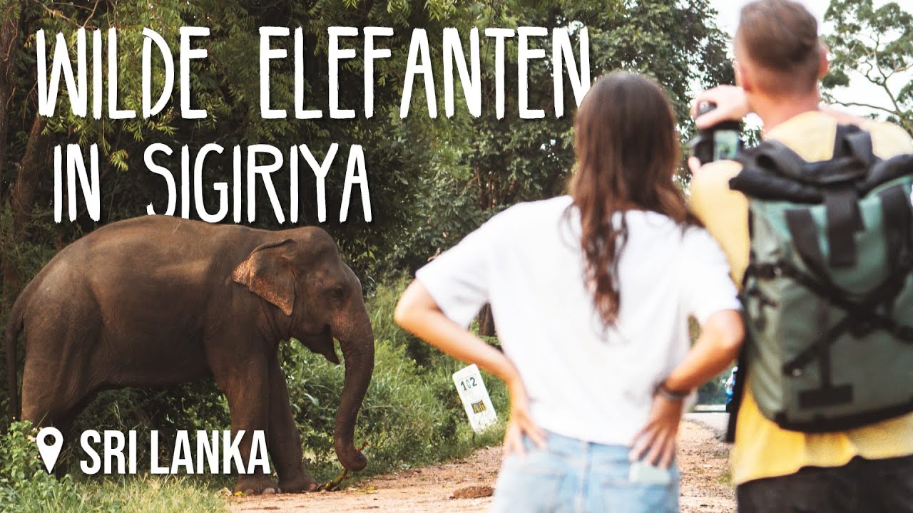 Wilde Elefanten in Sigiriya • #SriLanka • Vlog 232