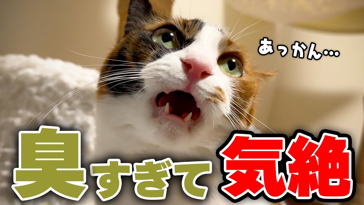 【激臭】ベルちゃんが耐えられなかった“原因”がこちらです…