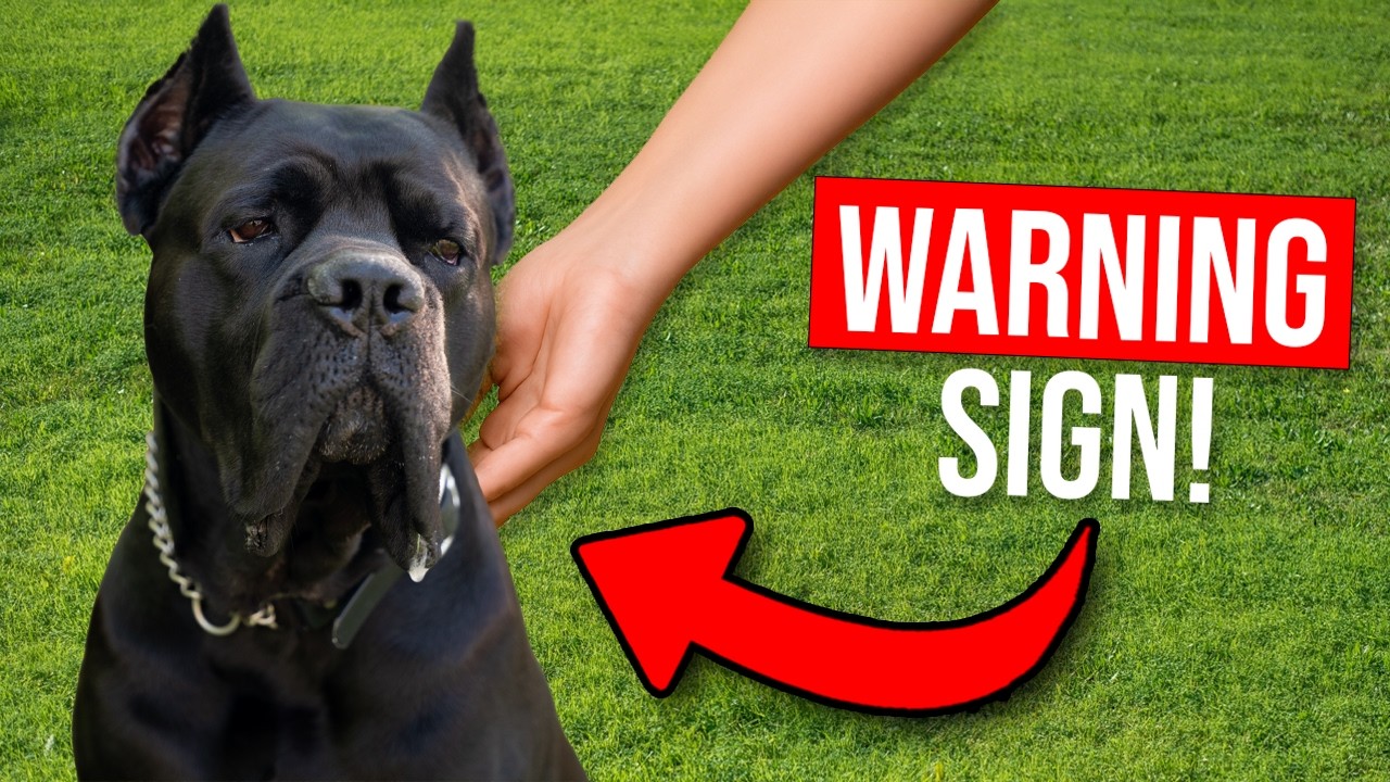 5 Signs Your Dog OWNS You...And How To Fix It!