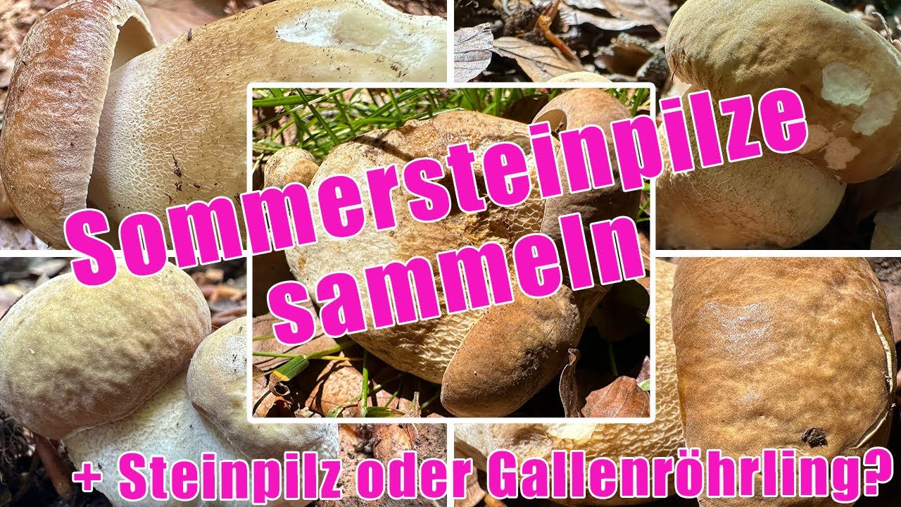 Sommersteinpilze sammeln 2025 | Gallenröhrling oder Sommersteinpilz? Pünktlicher Start & frühes Ende