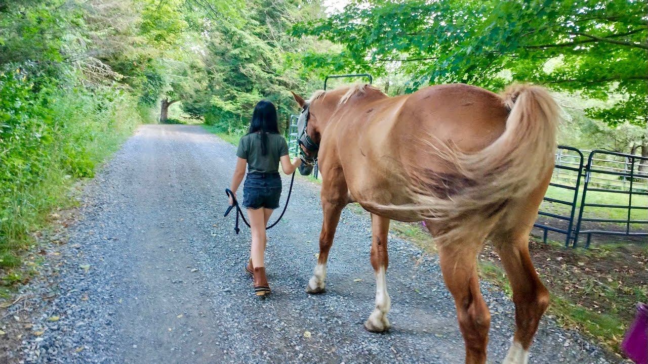 Equine Assisted Therapy Program | United Counseling Service