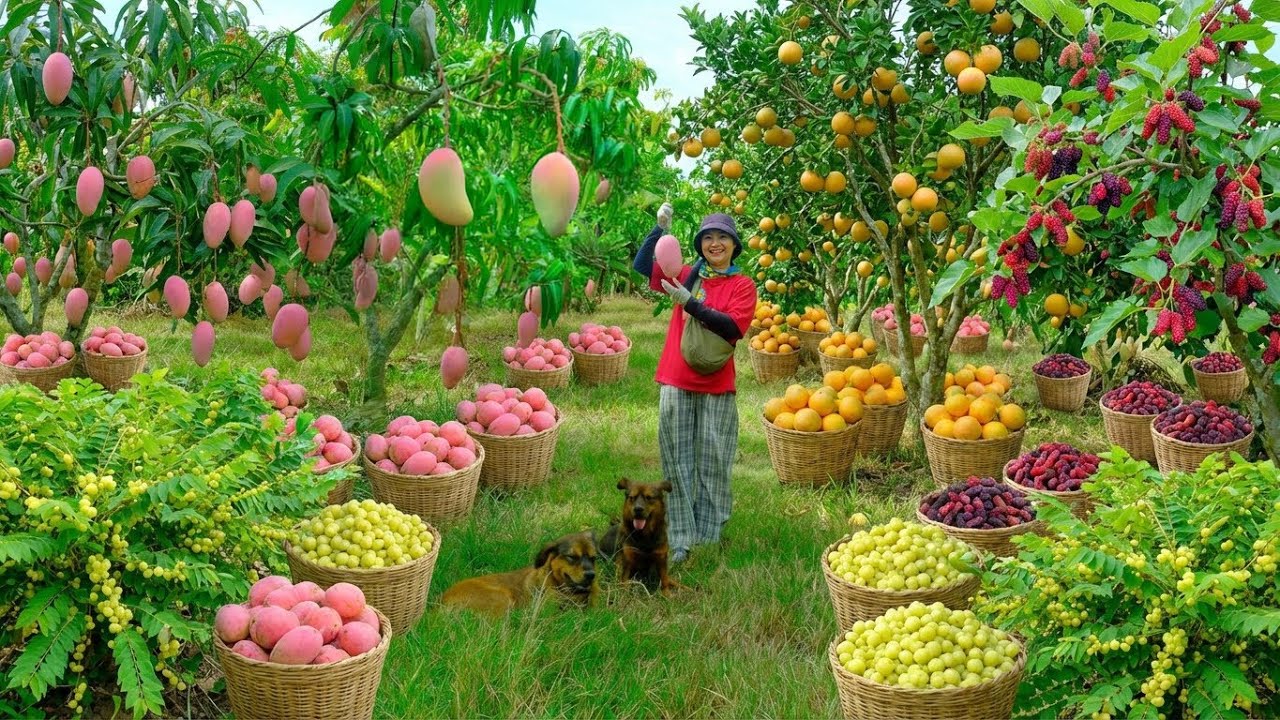 Relax With Harvesting Fruits: Mulberries, Star Gooseberry, Mangoes, Pomelo, Passion Fruit, Pineapple
