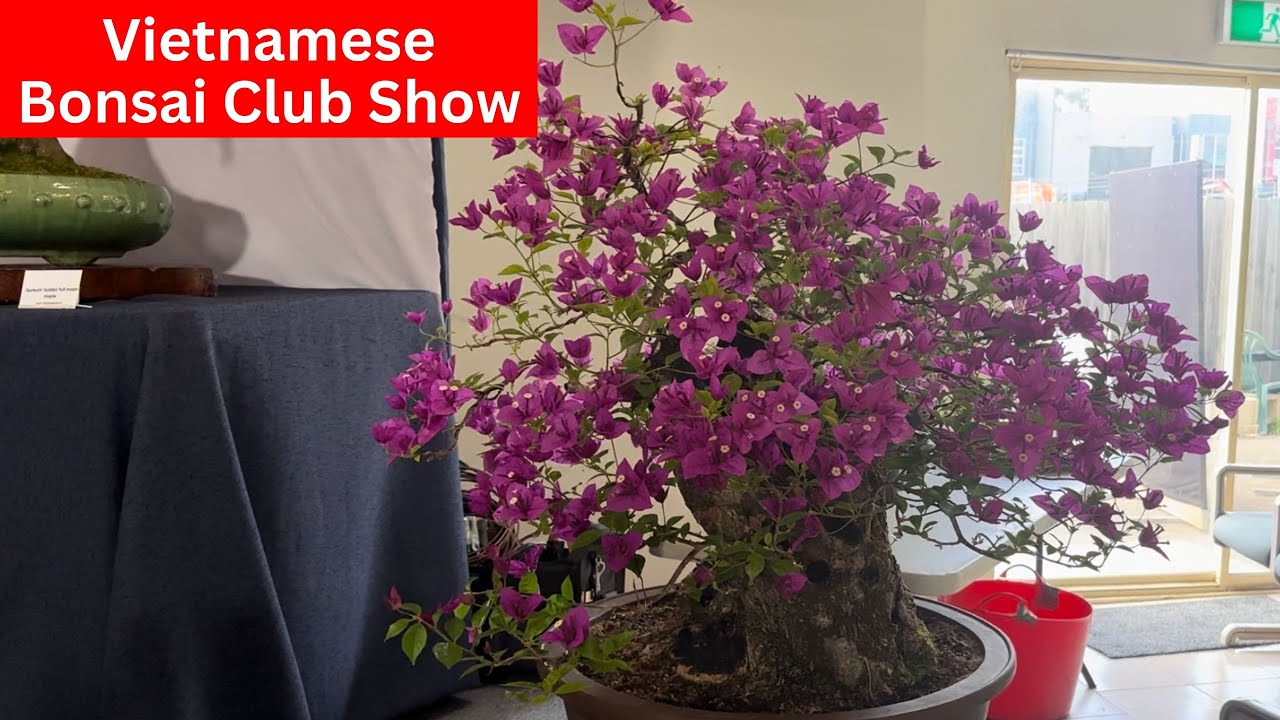 Bonsai Exhibition Vietnamese Bonsai Club Show April 2024 Melbourne