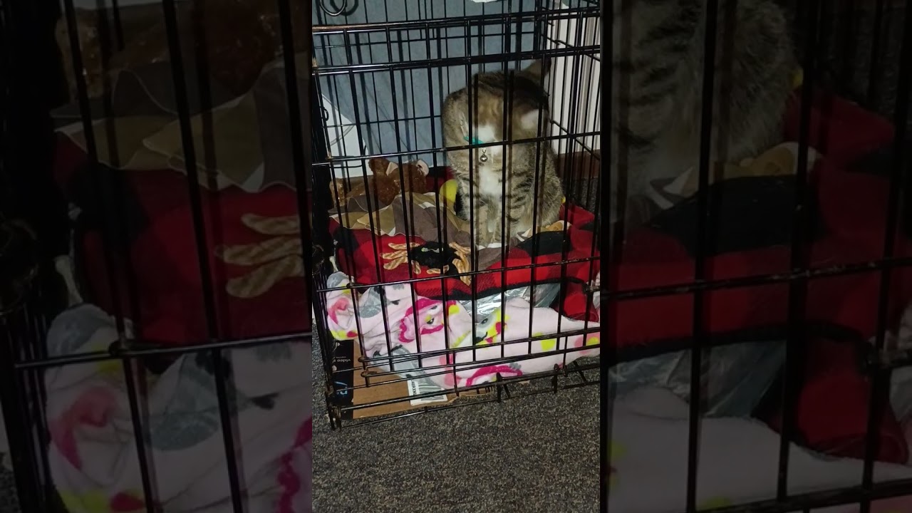 Cute kitty trying to escape kitty jail
