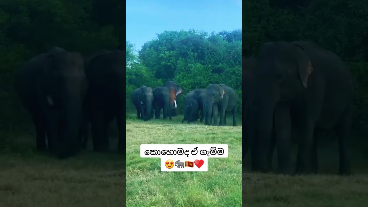 එයා🐘❤️#trending wild tusker, tusker, wild sri lanka, sri lankan tuskers, wild tuskers in sri lanka,