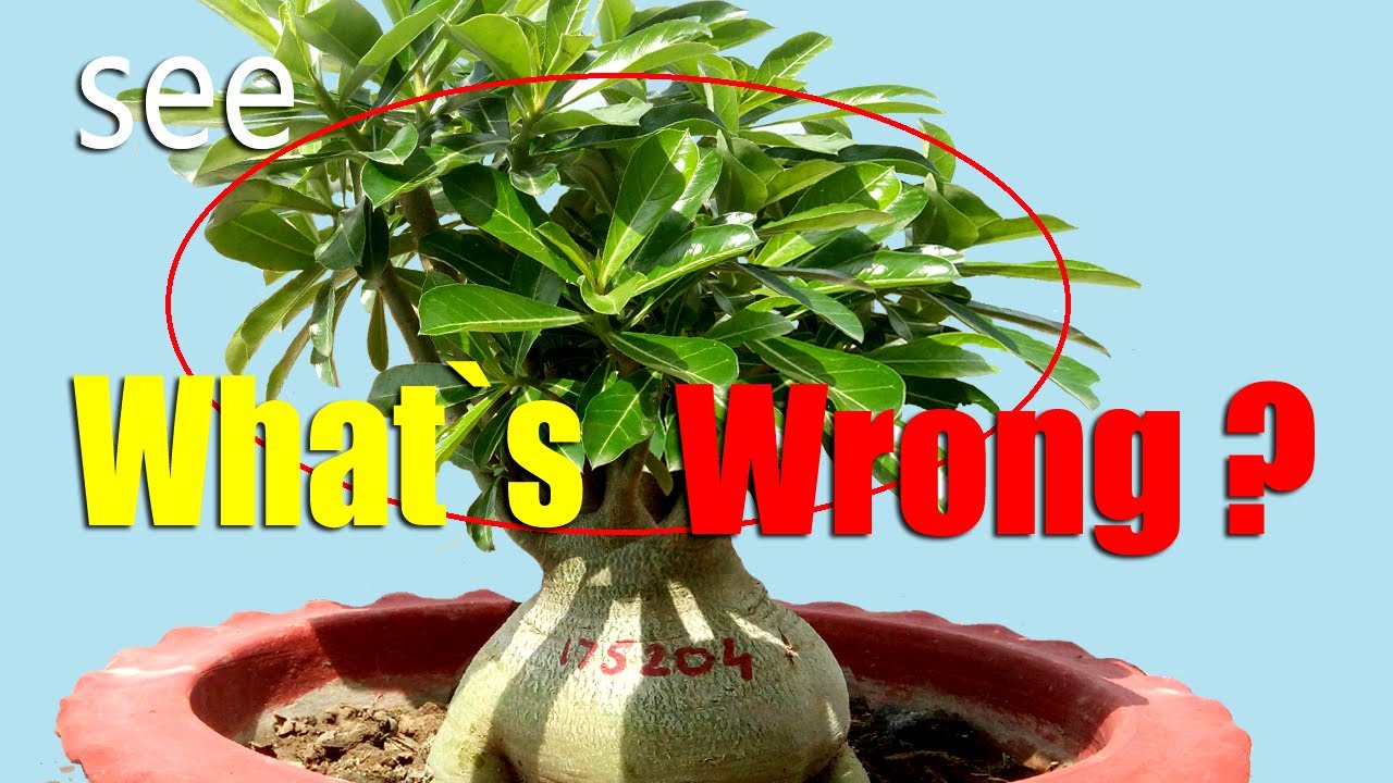 Adenium Repotting (How Careless Trimming Results in Odd Canopy)