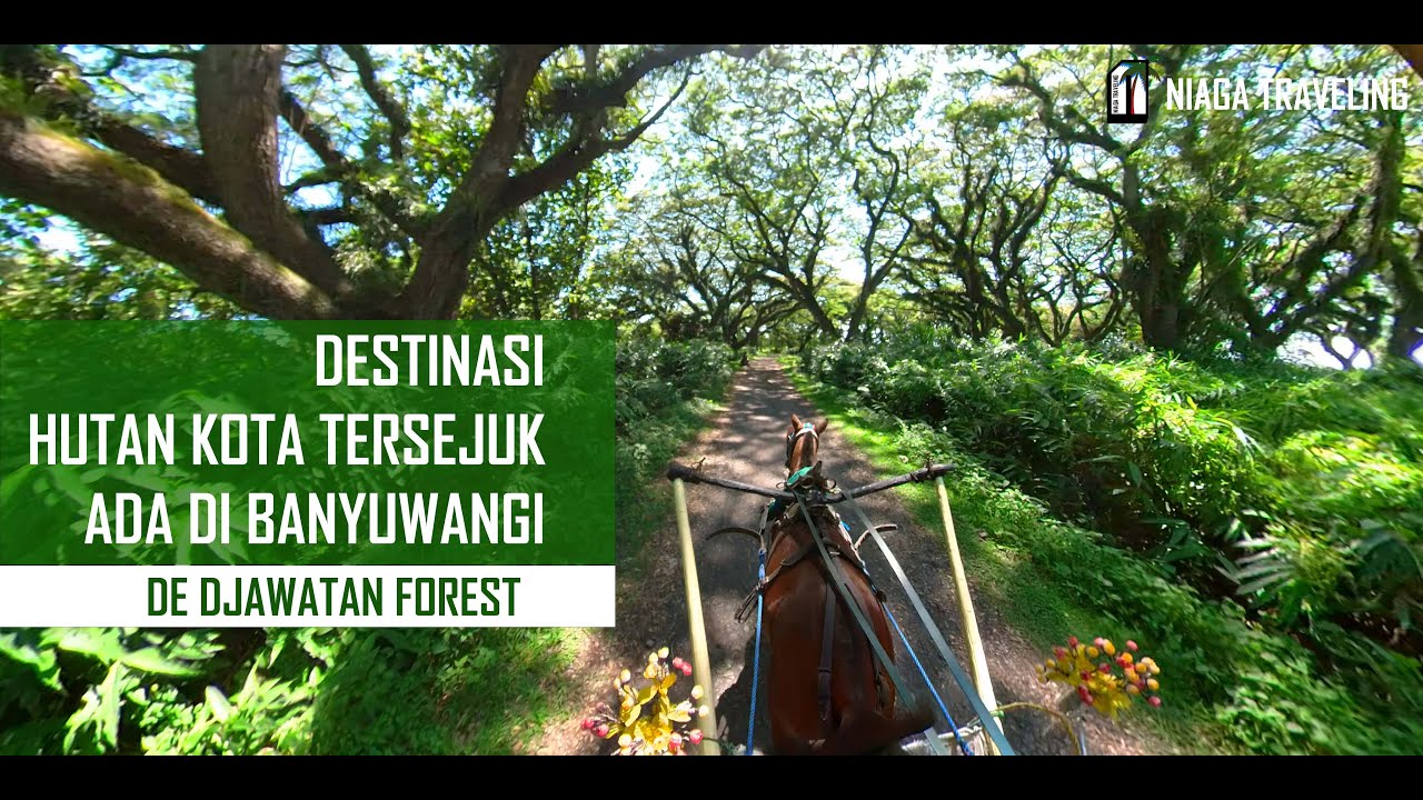 DESTINASI WISATA HUTAN KOTA TERSEJUK ADA DI BANYUWANGI | DE DJAWATAN FOREST