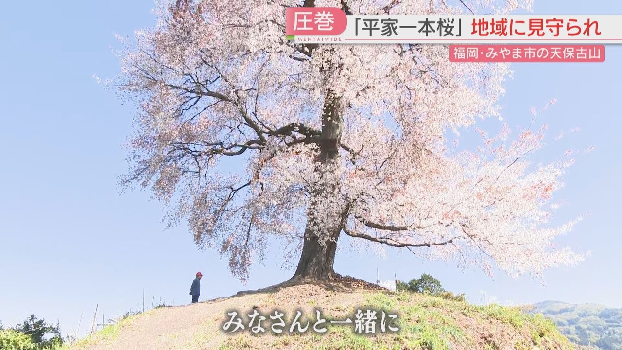 【絶景】「平家一本桜」樹齢275年のヤマザクラ　見物客が運ぶのは「腐葉土」地域に見守られ満開