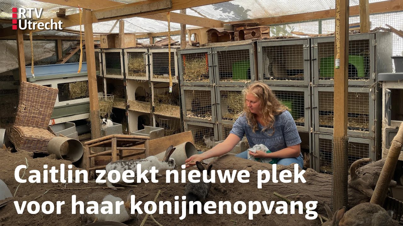 Honderd konijnen zoeken een nieuw hok, anders dreigt inslapen | RTV Utrecht