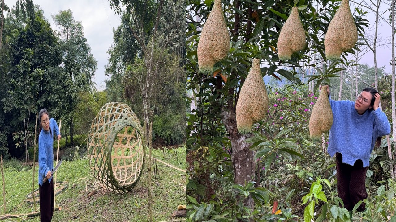 Full Video: Survival in the rainforest - Building Bird Nests 2024