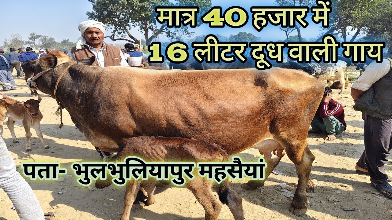 जर्सी गाय मात्र 40 हजार में || 16 लीटर दूध क्षमता || तिर्वा पशु मंडी #jersy #sahiwal #hf #cow #dairy