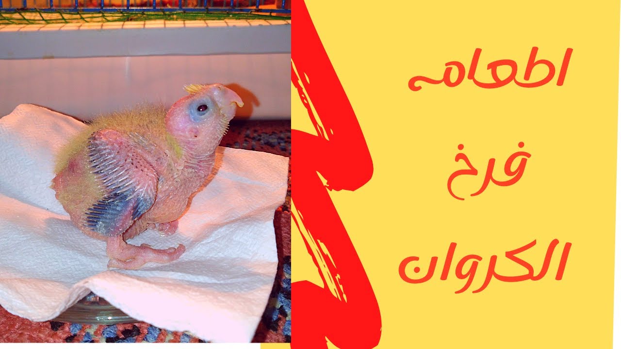 إطعام فرخ الكروان#طائر_اكروان #محمد_سلاح
