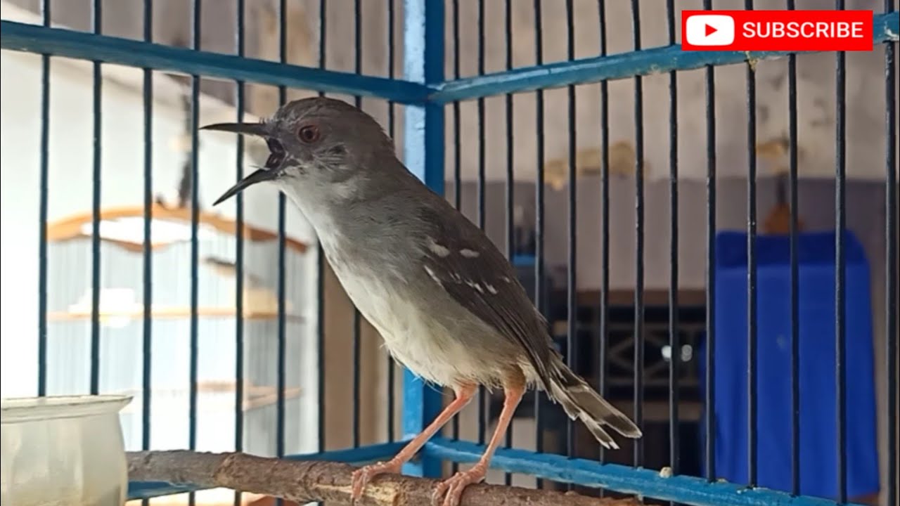 ciblek semi gacor, suaranya yang Variasi bikin ciblek lain jadi cepat gacor 