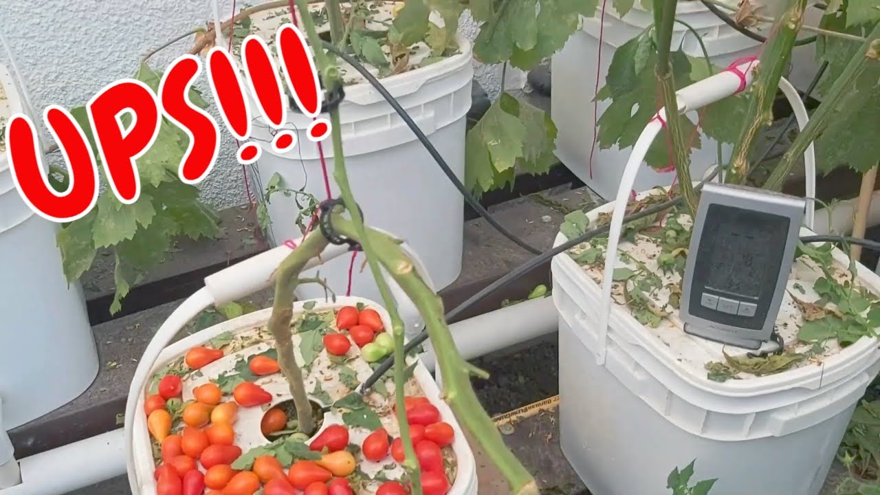 Errores comunes en la poda de tomates