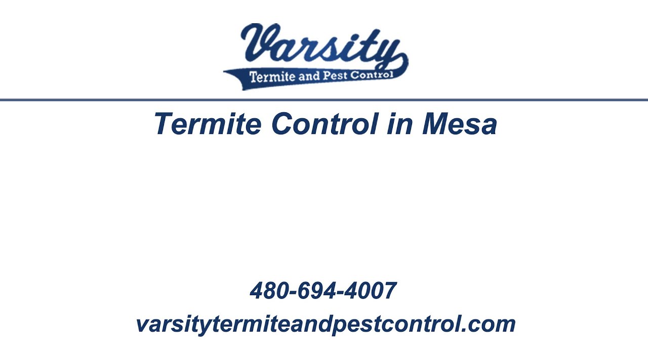 Termite Control in Mesa | Varsity Termite and Pest Control