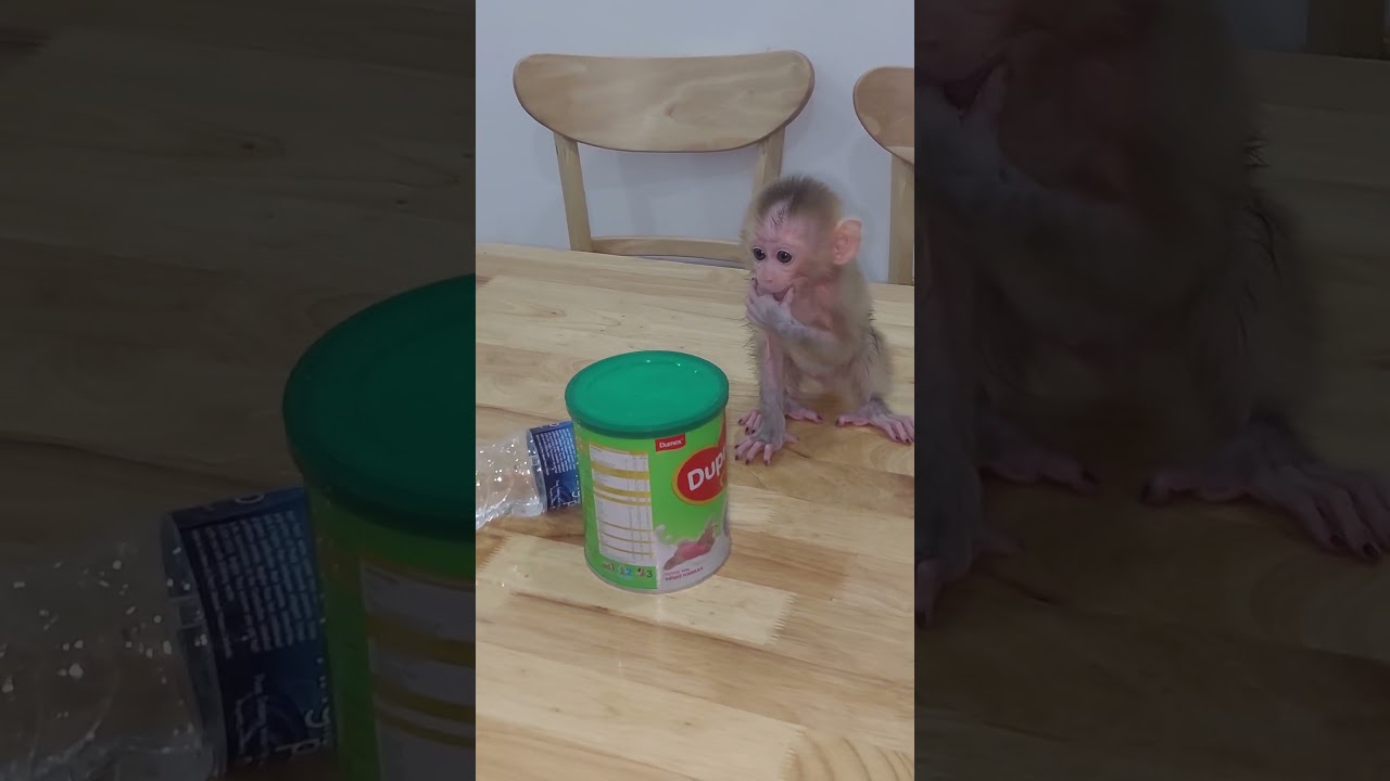 Oh God, Newborn Monkey Crry So Hungry Drink At Night #cute